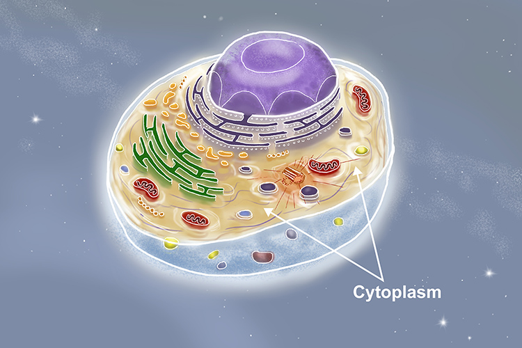 Image showing where cytoplasm can be found in cells